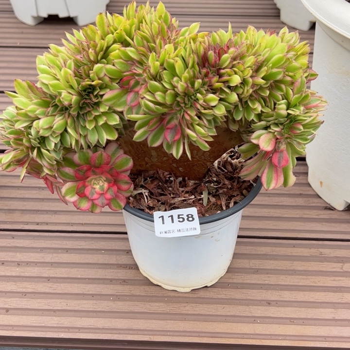 1158荔枝缀化老桩（露养货）