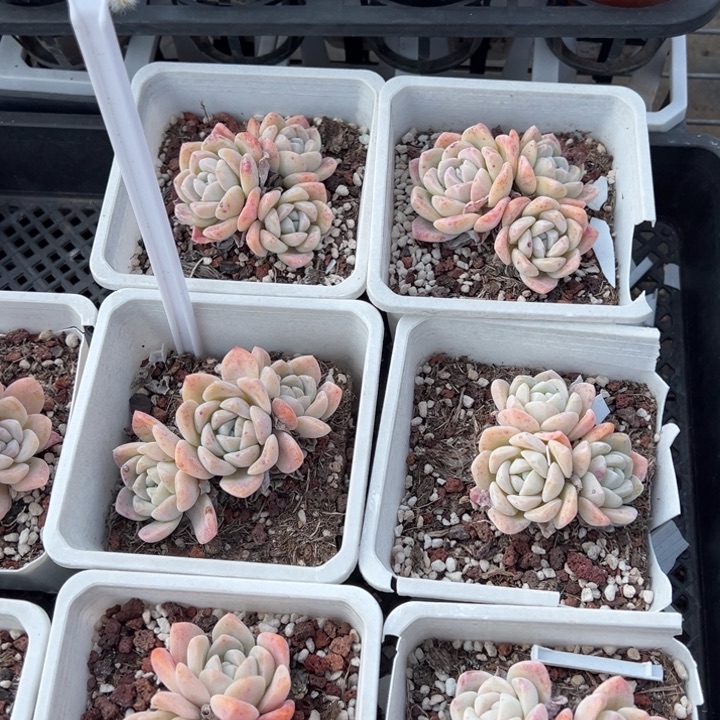 雪媚娘三头群一颗量拍多肉满20包邮下午发