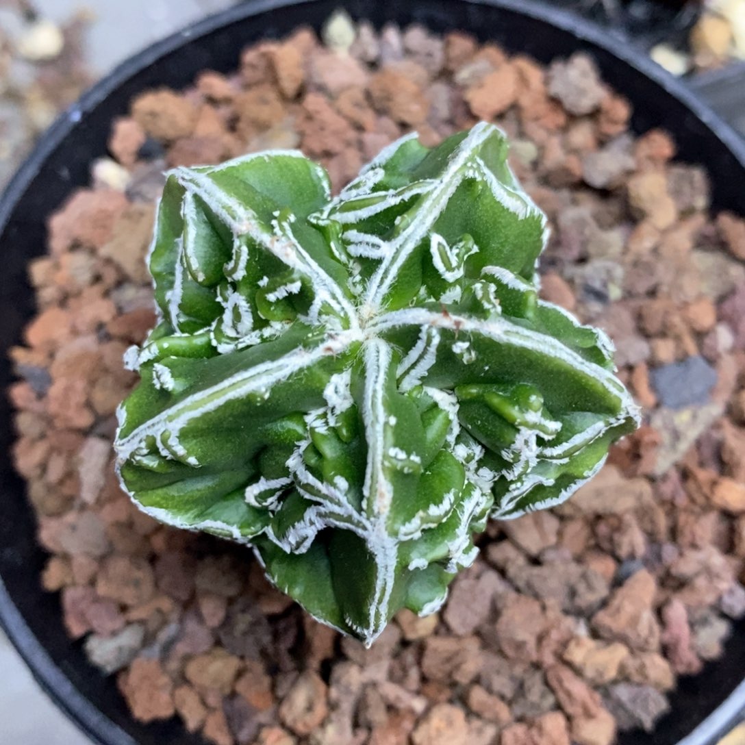 仙人球的世界球星