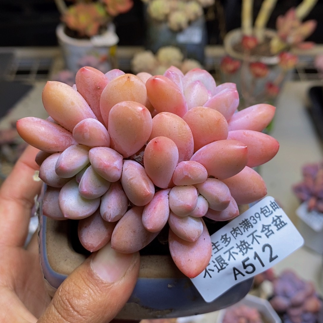 512丸叶香水多肉7c m