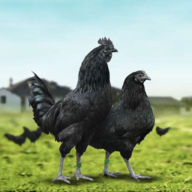 宠物鸡黑风鸡五黑鸡一斤左右发货