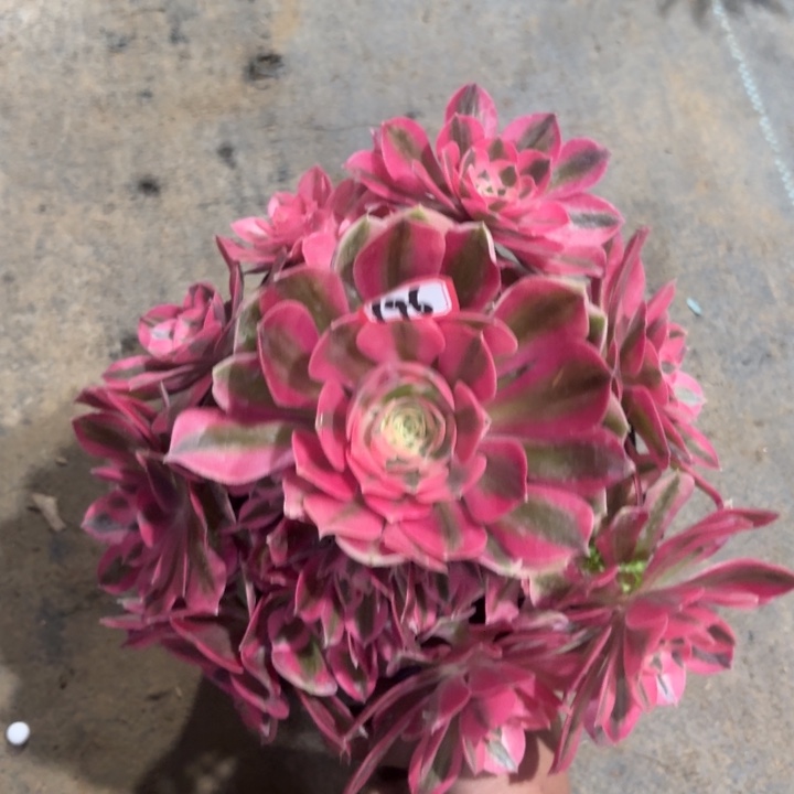 粉女巫146法师多肉