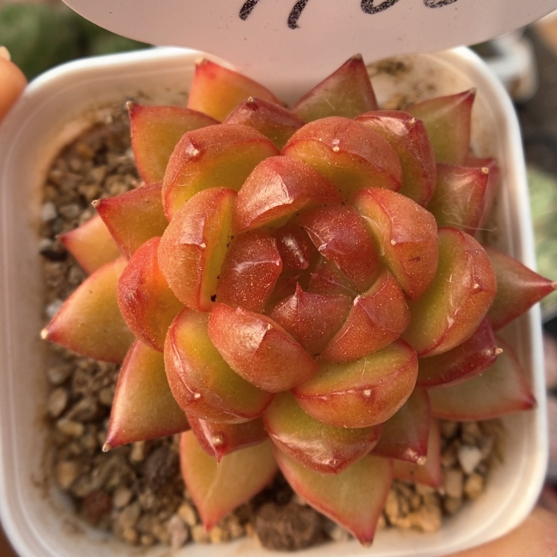 糖果珍妮可拍4966号。  