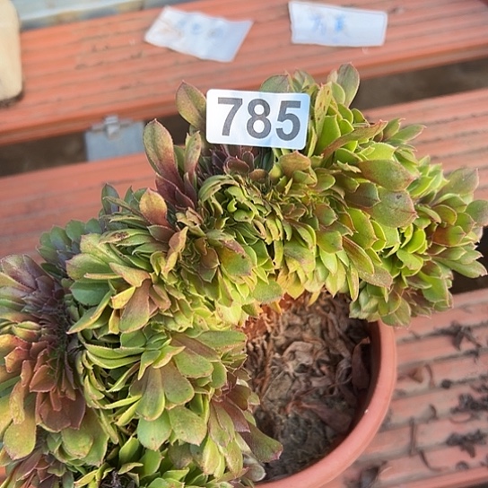 用***9多肉植物一个万追