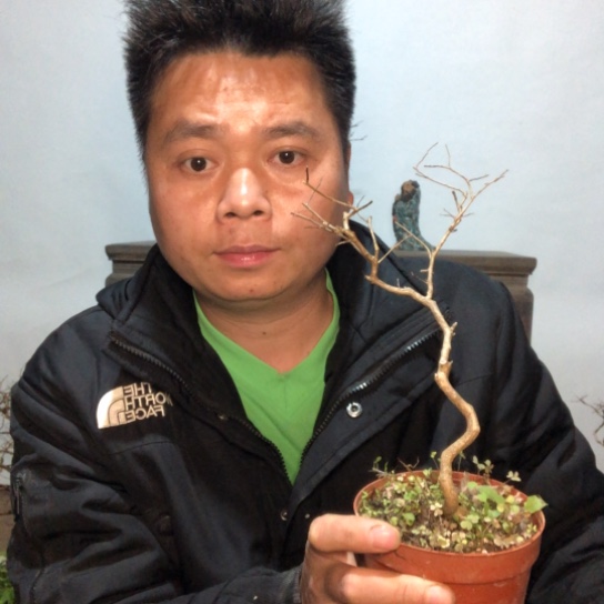 盆景素材盆栽绿植