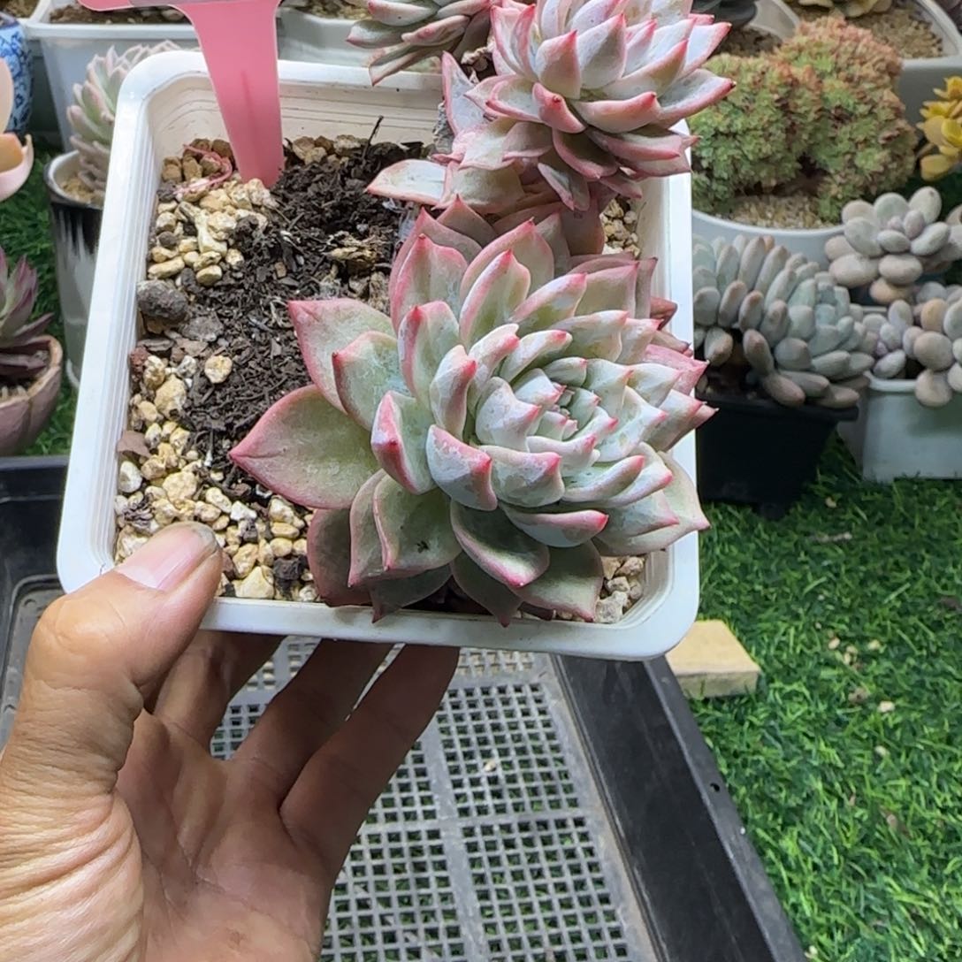 锦安精品多肉植物307