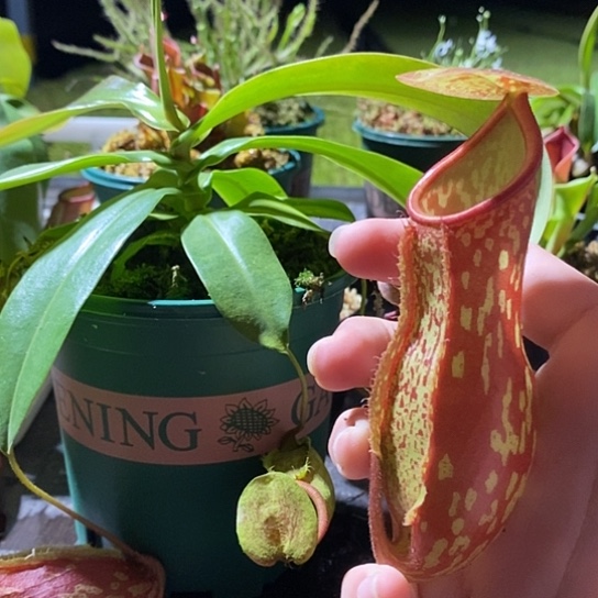 完全开放盖亚猪笼草加仑