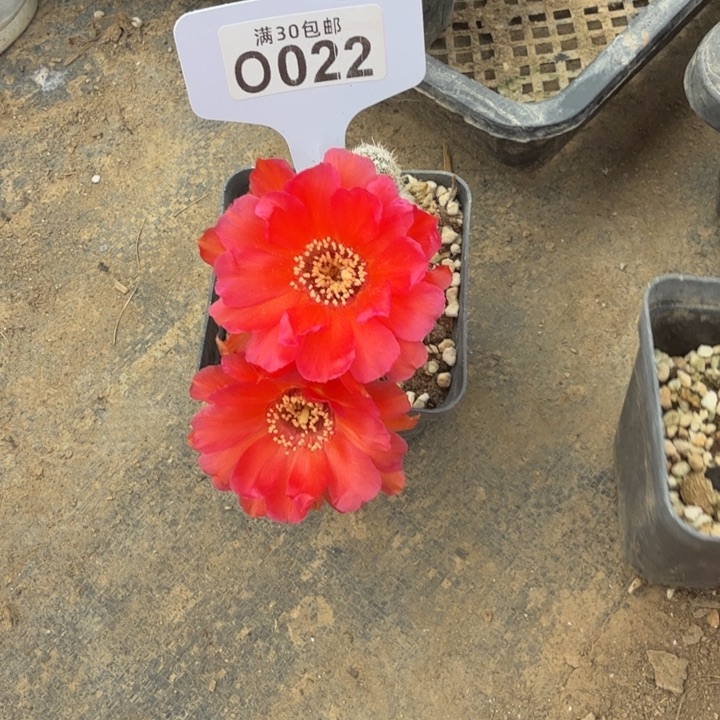 飓风量拍一颗O022