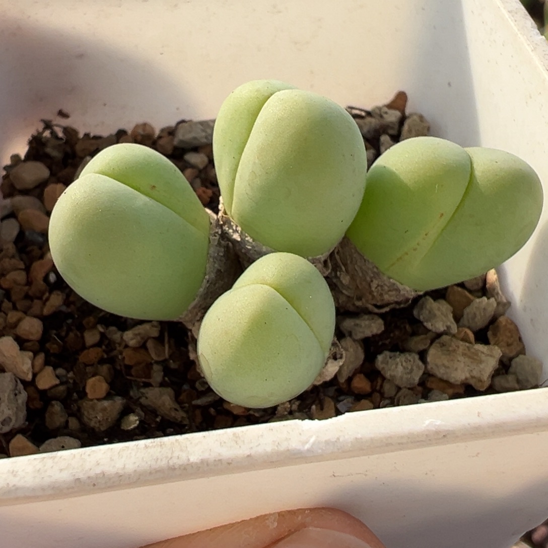 851多肉植物种类多样