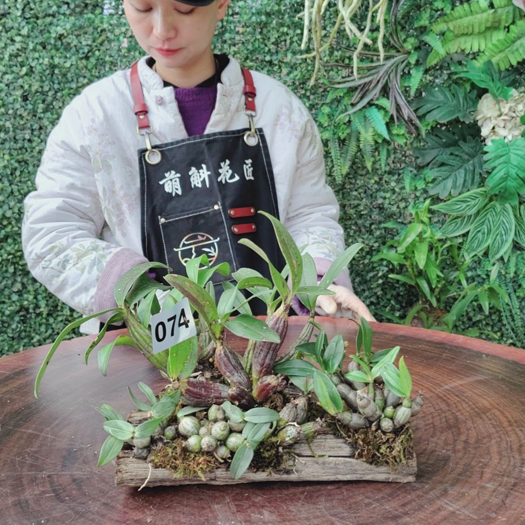 074喉红，小美，翅梗花卉植物