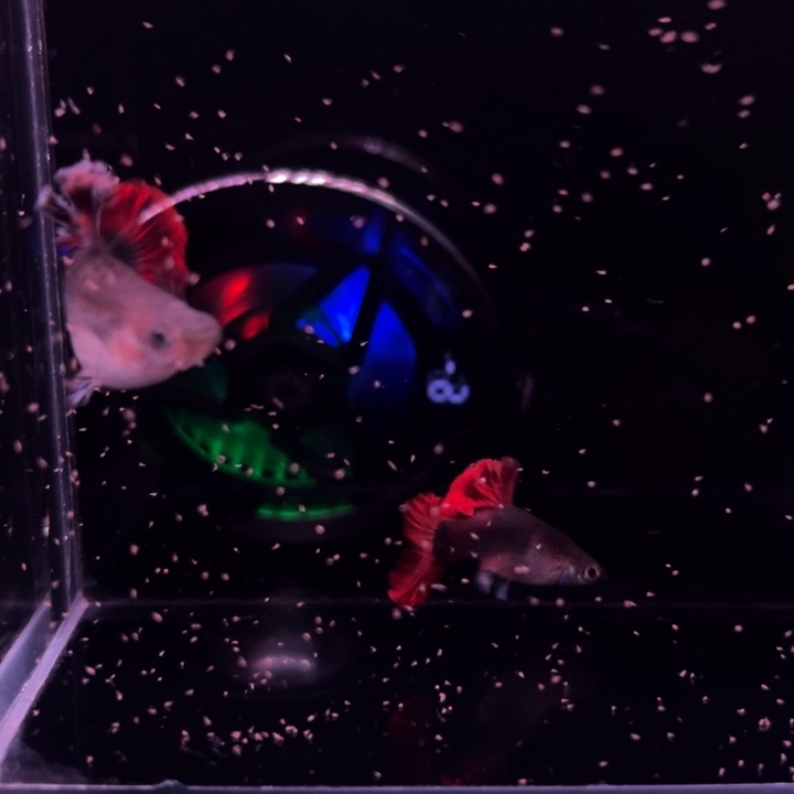 孔雀鱼爆绒折扇1对