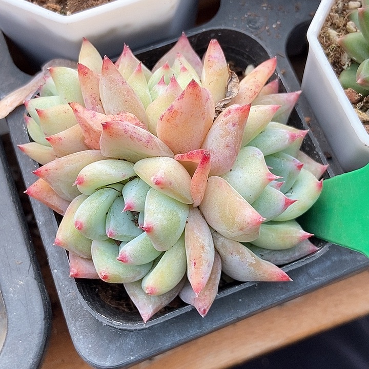 多肉植物拉糖994