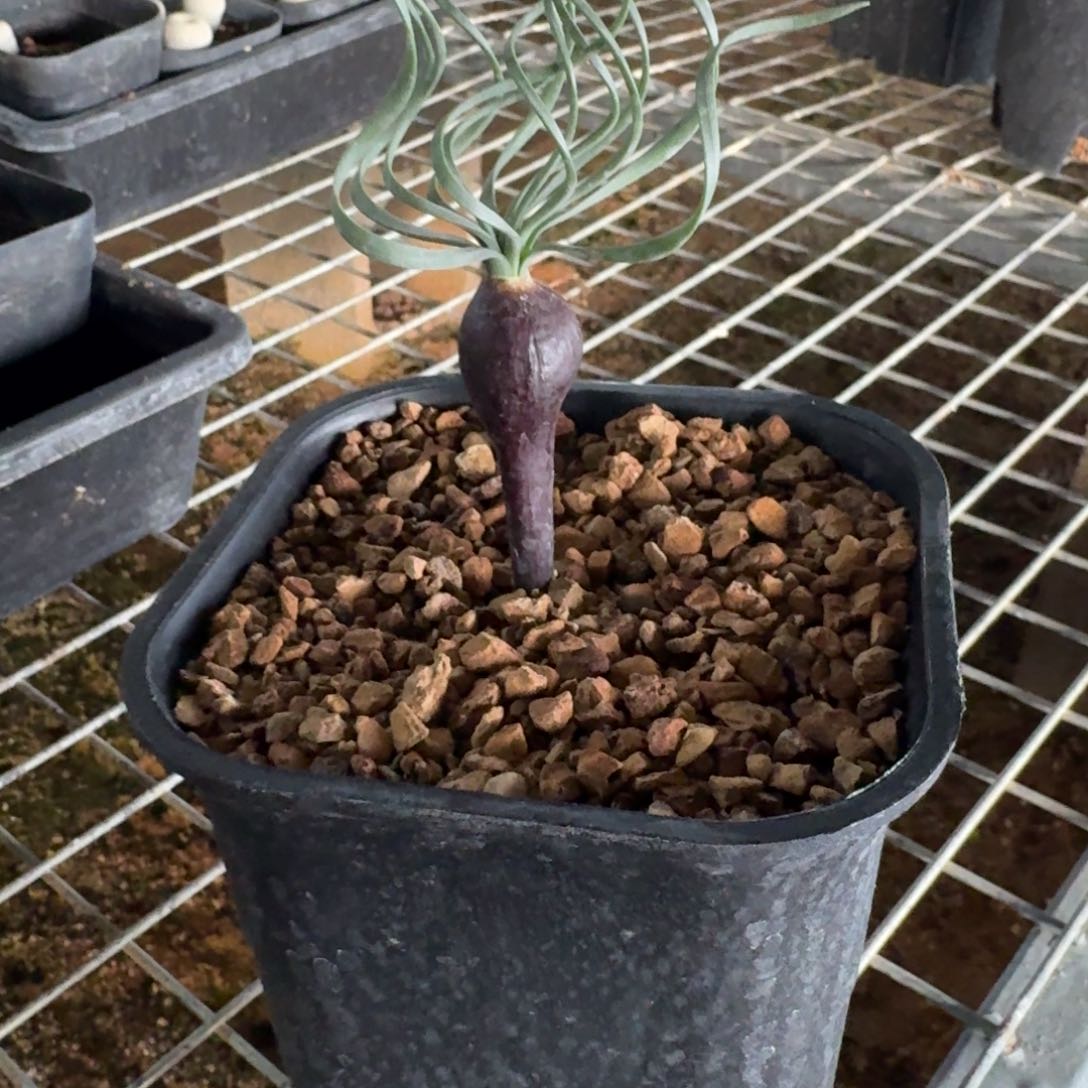 Gn弹簧草一物一拍多肉