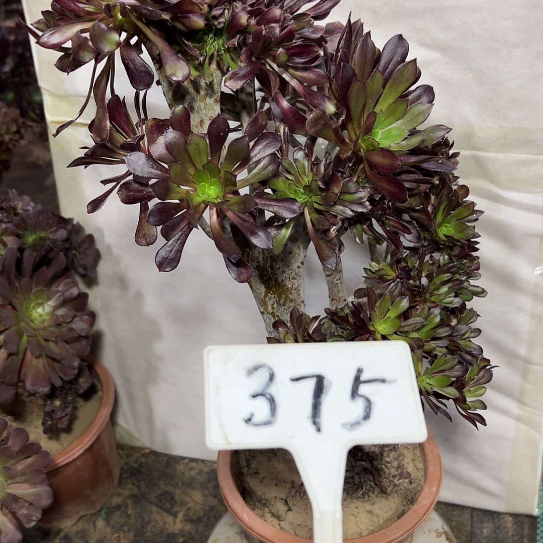 多肉植物黑法师缀花375