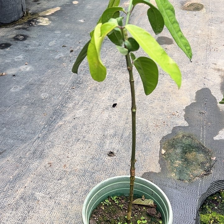 自***息天使3689085589975689