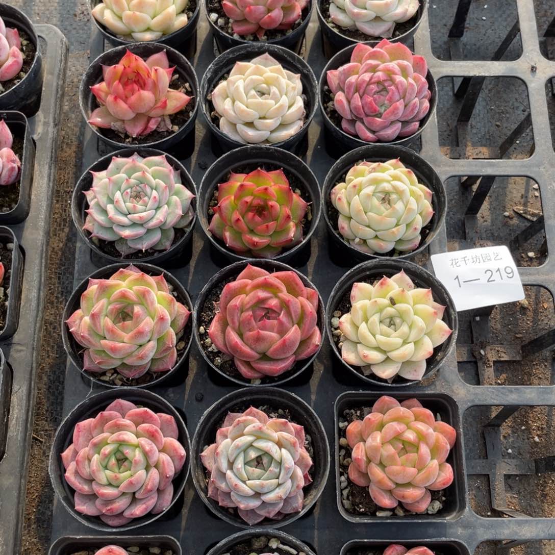 一物一拍18颗1-219