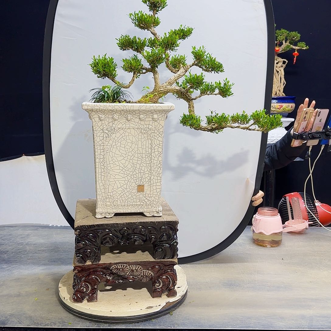 高端黄杨盆景艺术