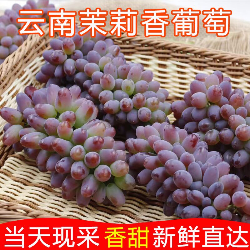顺丰包邮茉莉香葡萄新鲜现摘无籽提子当季孕妇水果郁金香甜玫瑰香
