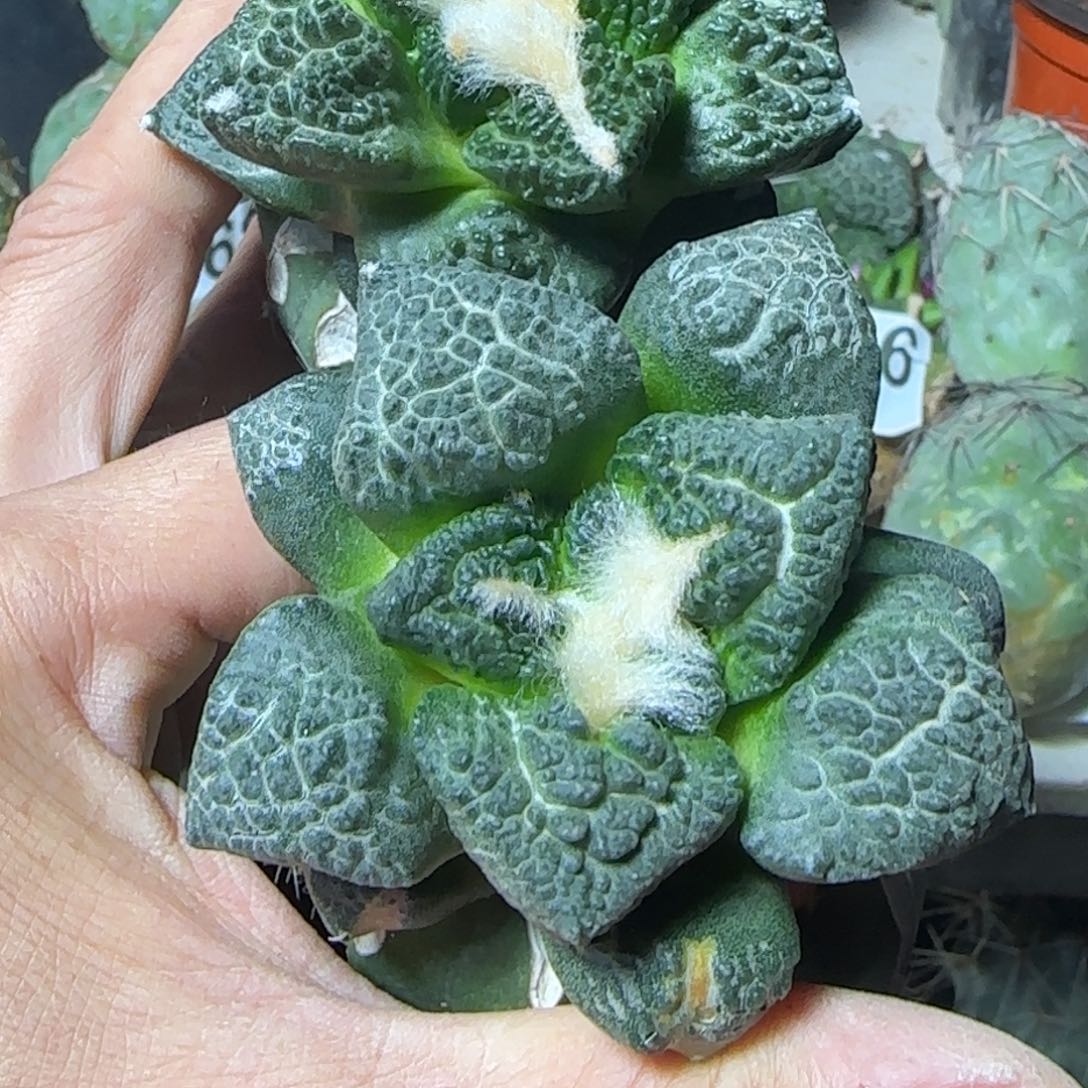 牛***宝无花朵两棵优选龟甲679