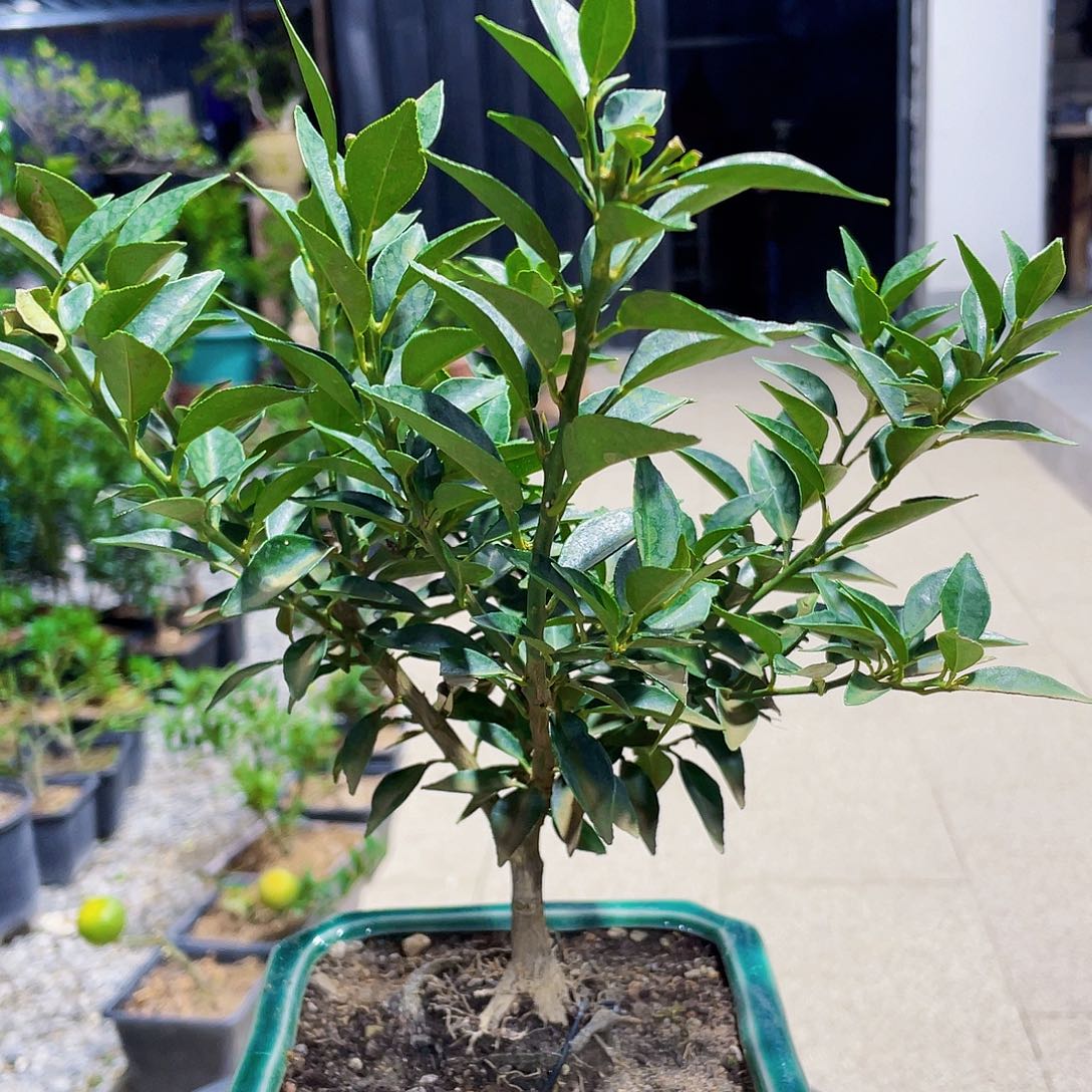 完全开放吾*八房柑八房柑