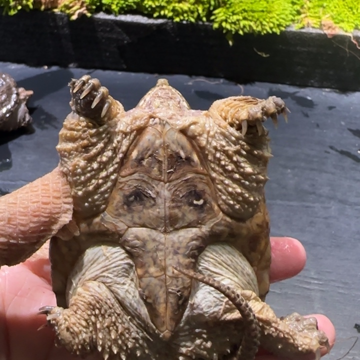 邪***盟宠物龟母瑕疵开甲