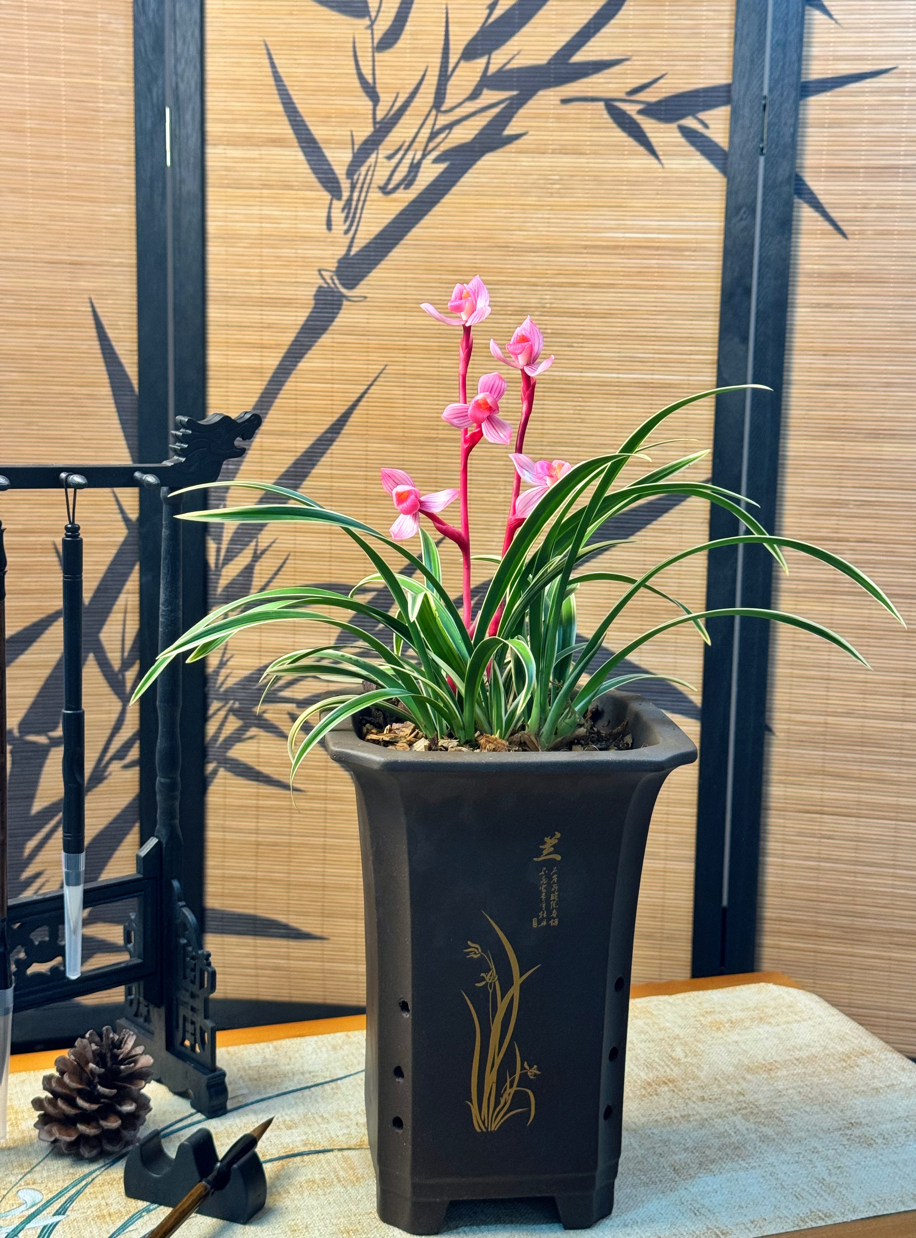 【红韵荷】建兰铭品 矮种金边兰 好养 开花浓香