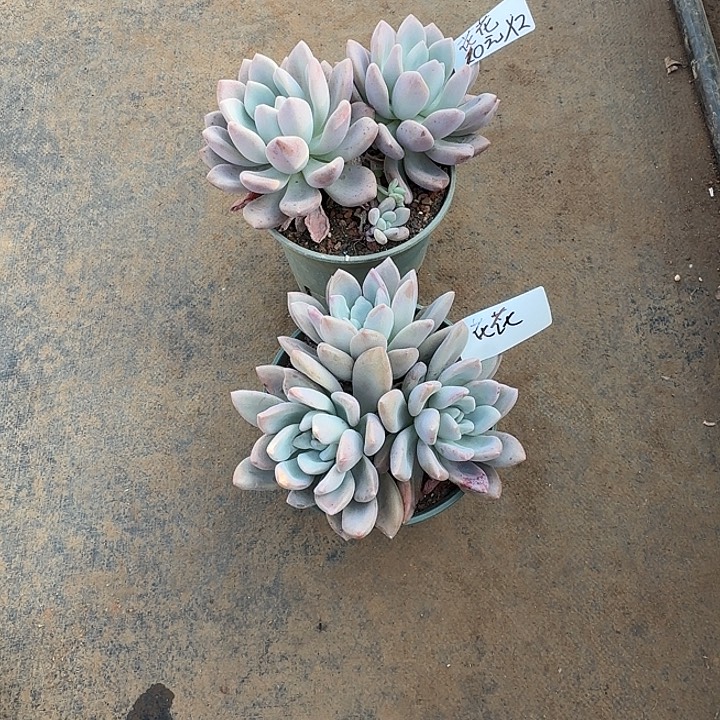花***界多肉植物一物一拍花花