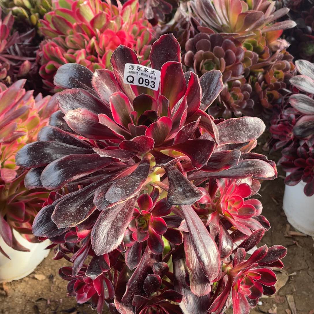 093香奈儿多肉法师断枝不包