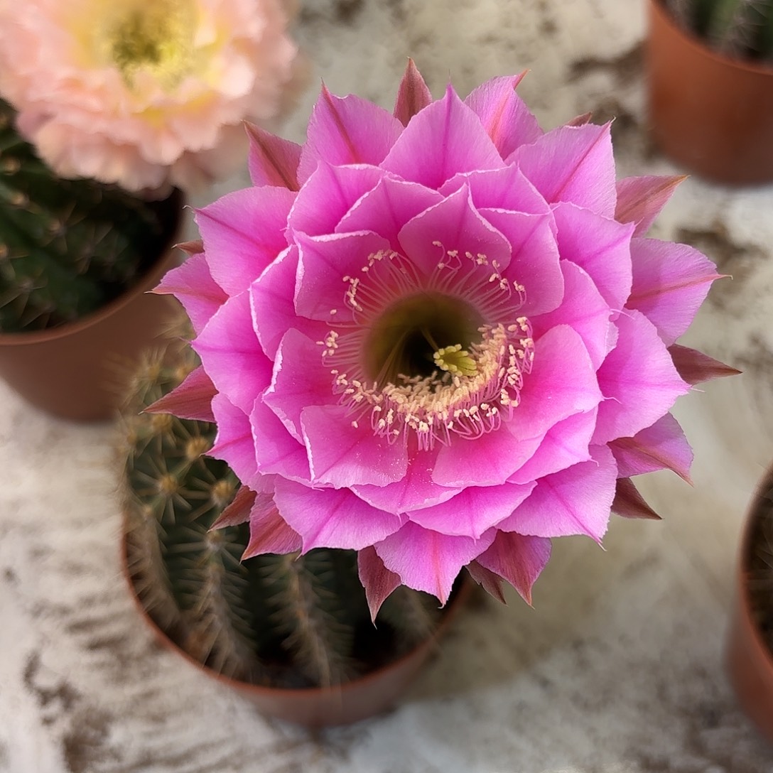 彩草实生8公分左右