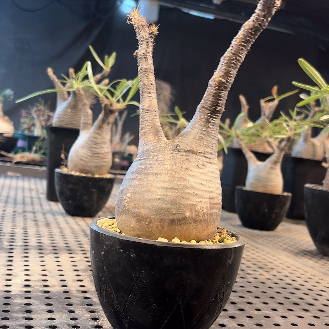 象牙宫特价7.4公分111111