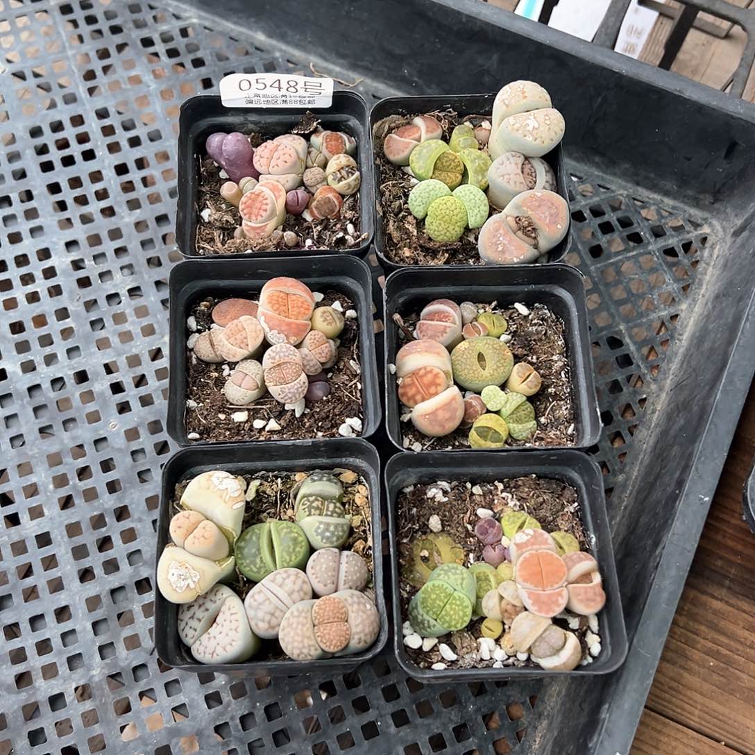 0548到手4盆开播福利o o o