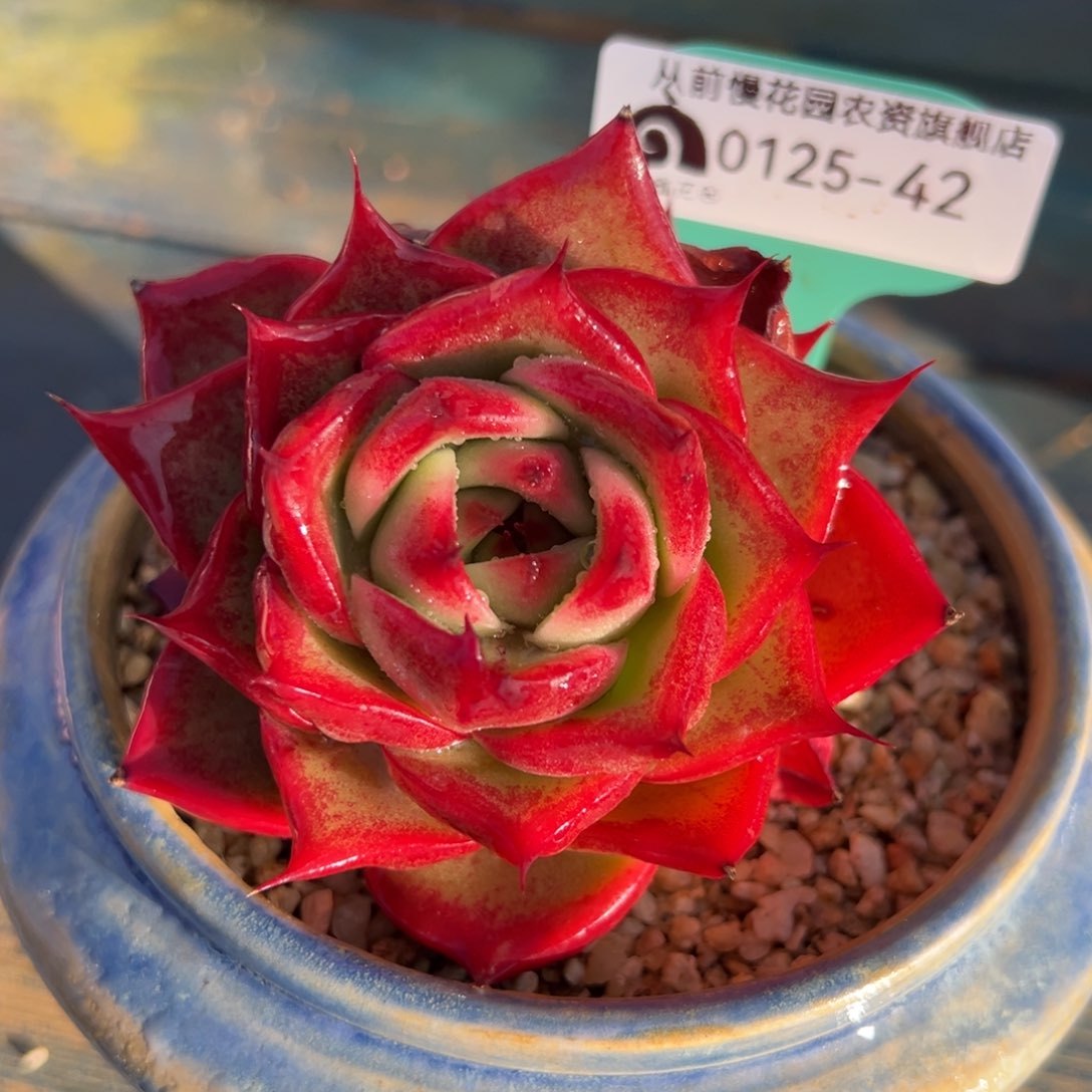 从前慢多肉精选编号0125.42