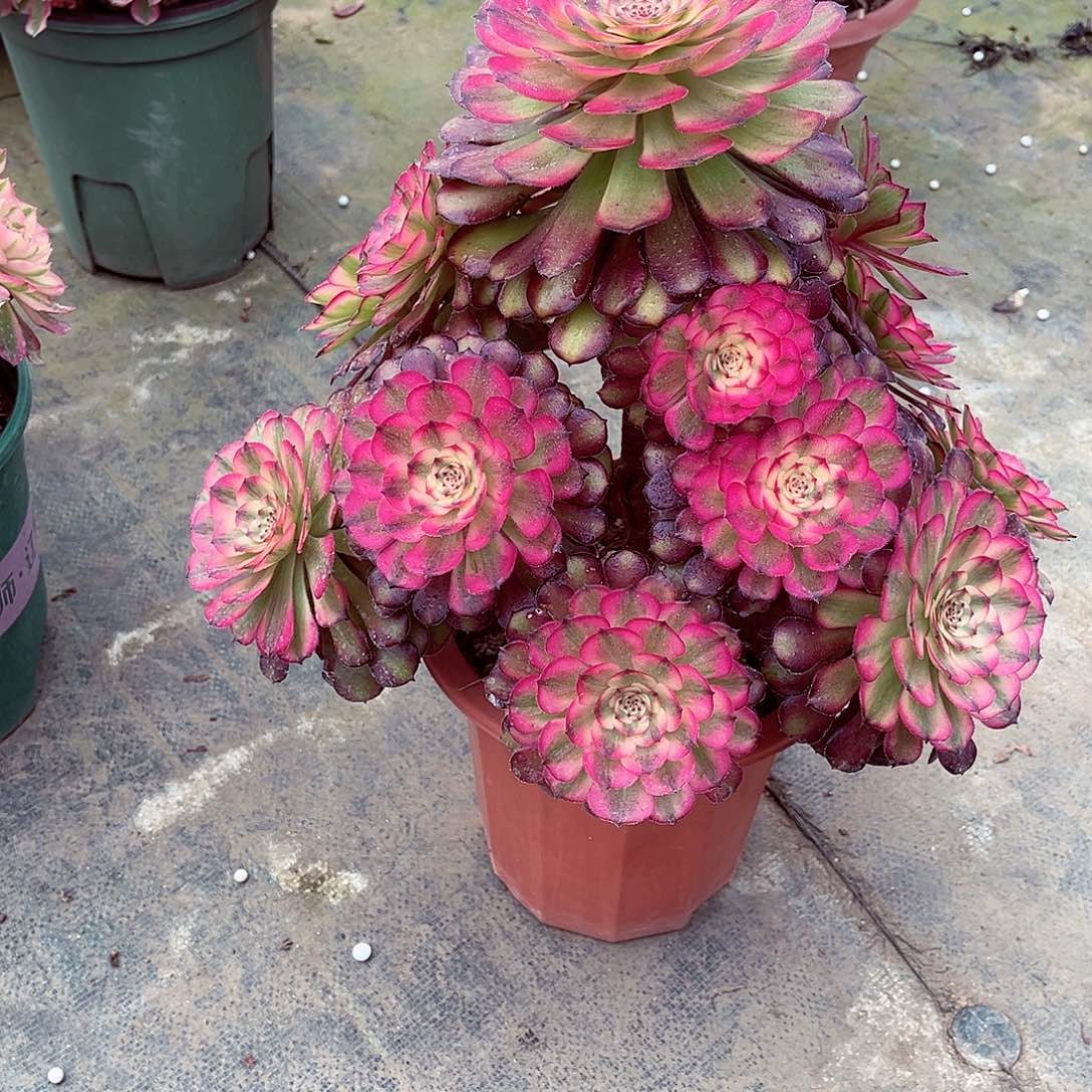 法师多肉漂亮漂亮