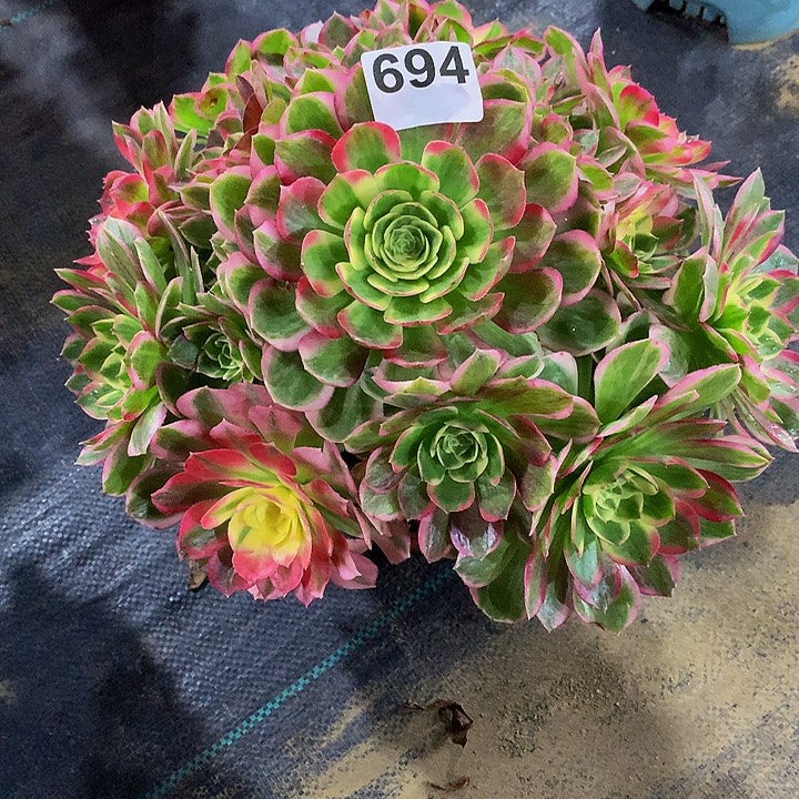 三***通法师海仙69400000