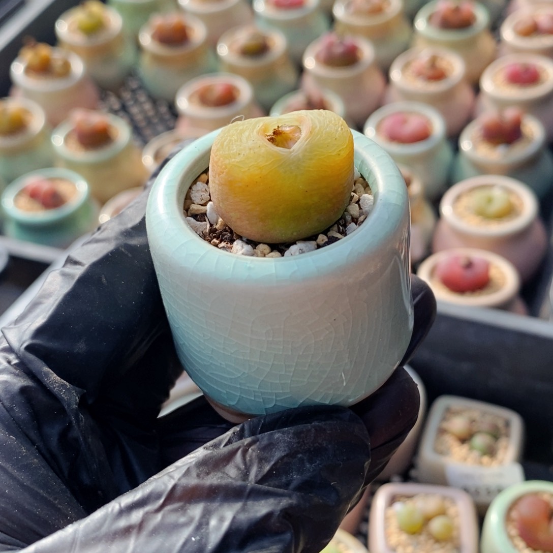 4253--一物一拍 带盆