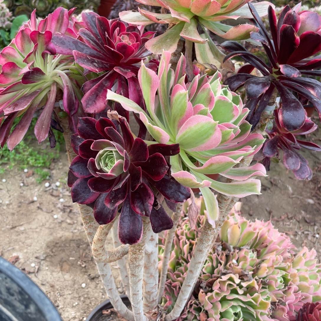 7**810000000000000000002