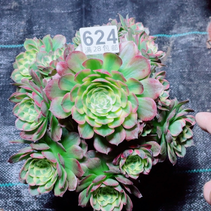 多肉植物保护624