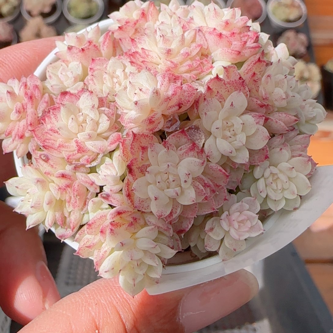 夏***甜花语多肉1212-290散