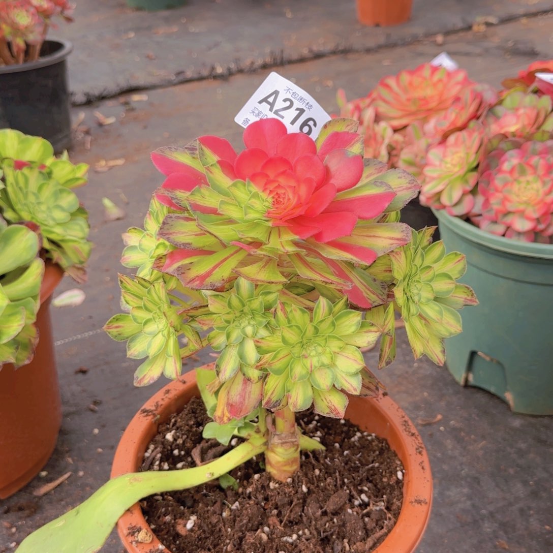 记*精品多肉植物216