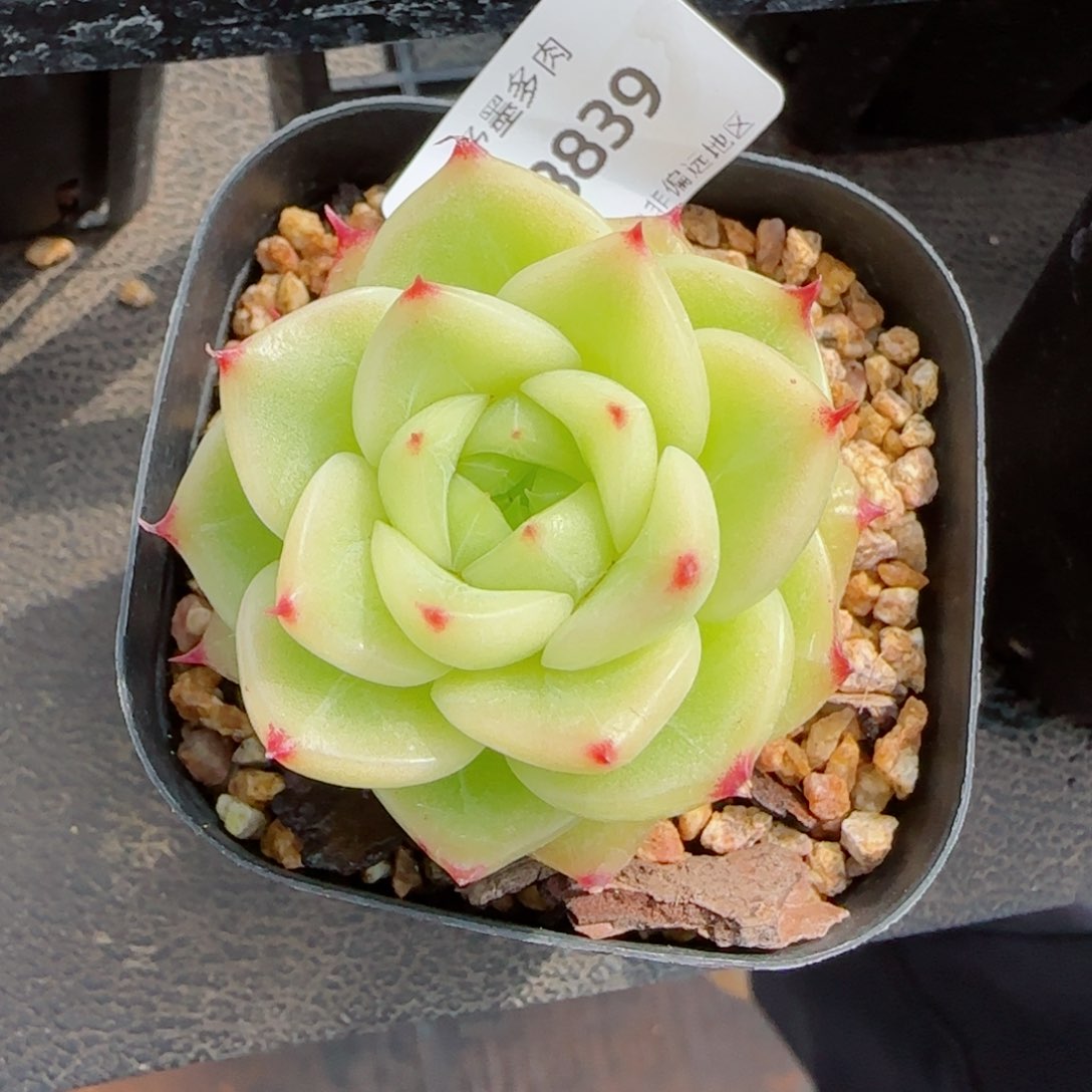 杜若珍妮，8839多肉植物