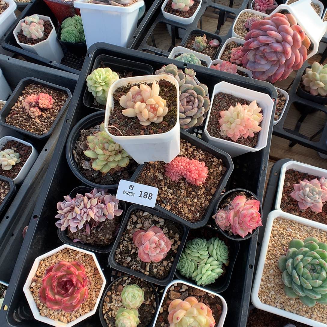 188框拍多肉植物6666