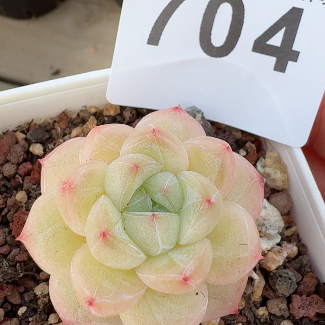 白钻石珍妮         精品多肉