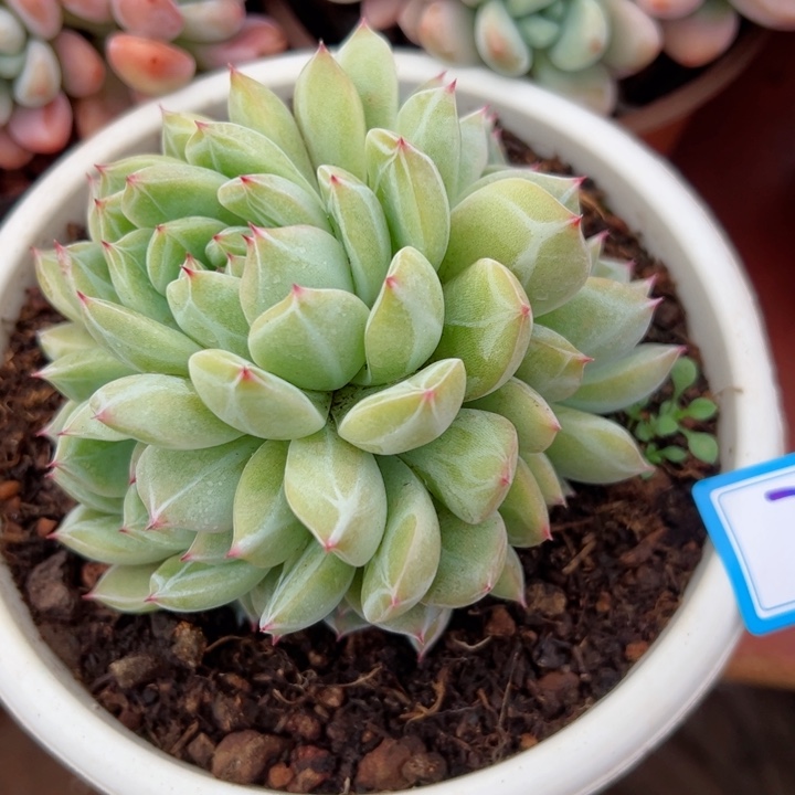 78雪花珍妮平平安安健健康康