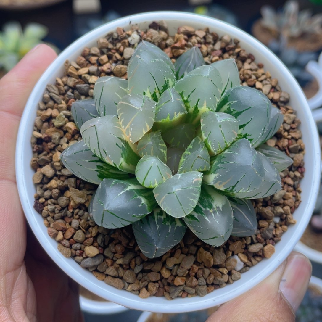 oh玉露锦十二卷多肉