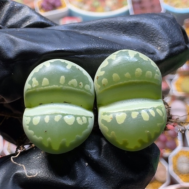 G***i生石花1111112。   157