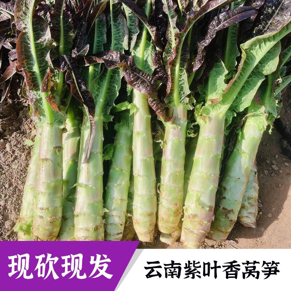 云南高山露天种植紫叶香莴笋新鲜现摘当季时令蔬菜
