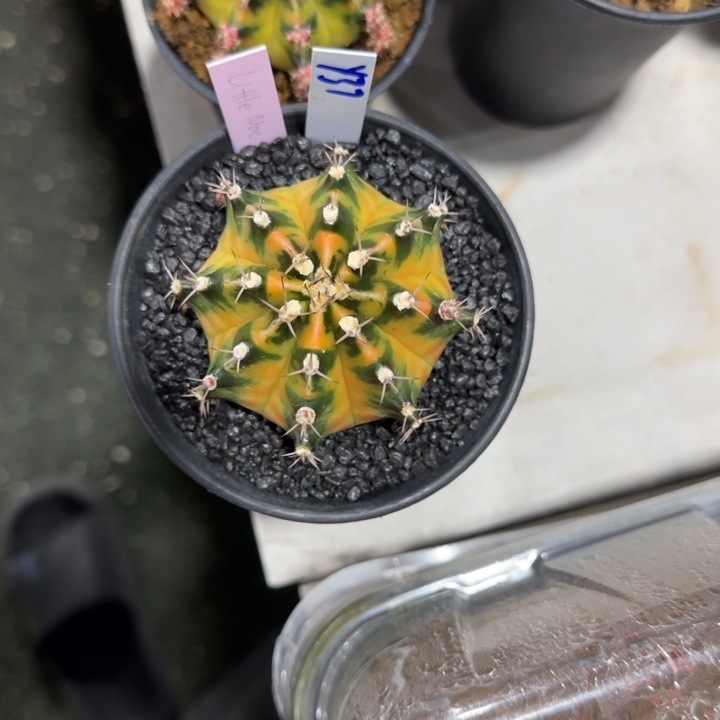 钟*37-0118泰国发货小马克多肉