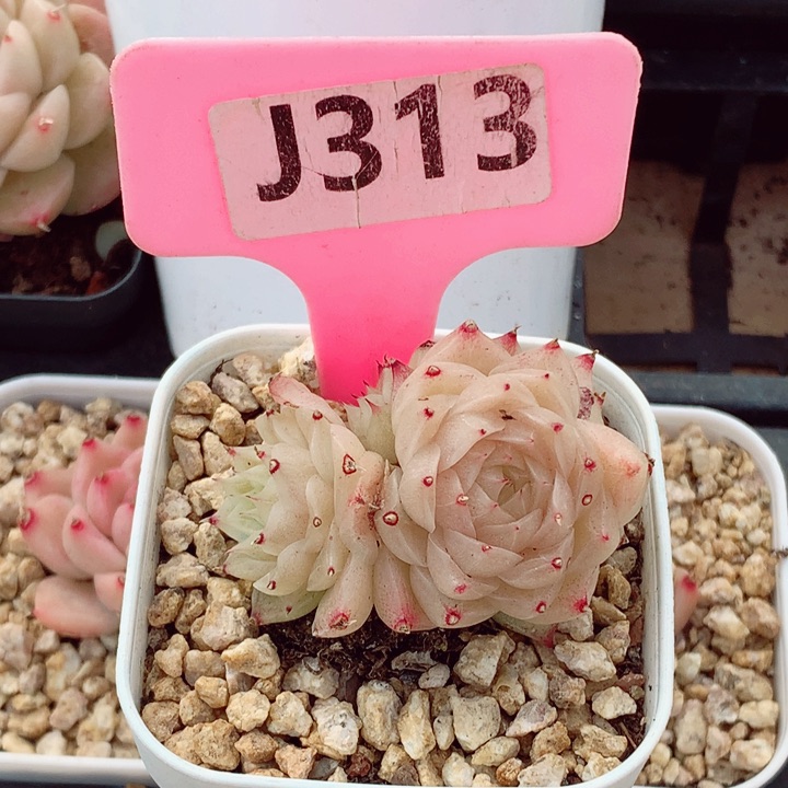 麦秆多肉植物5cm群