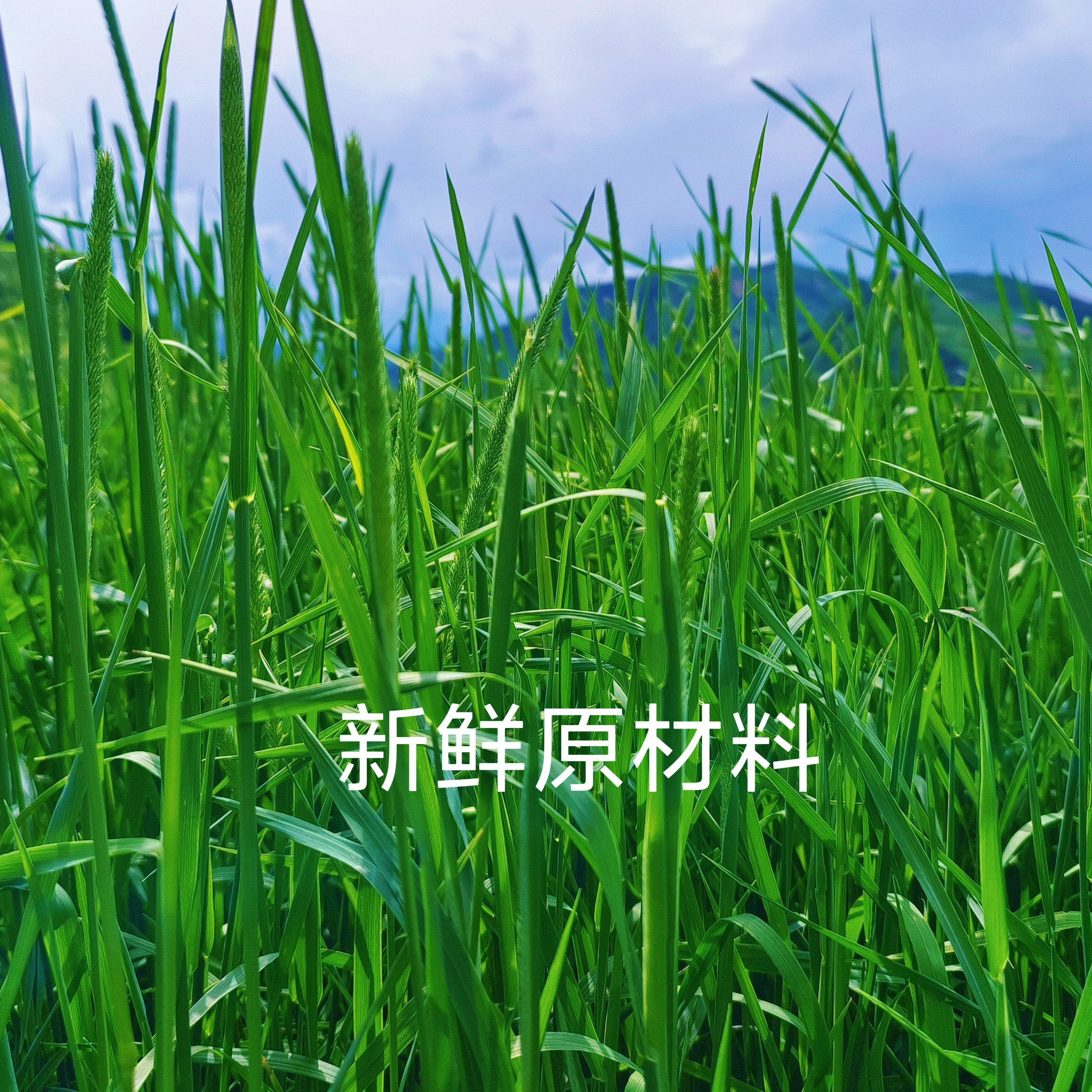 兔草新头茬《烘干福利款》有穗有杆草段成年兔子龙猫磨牙健齿可选