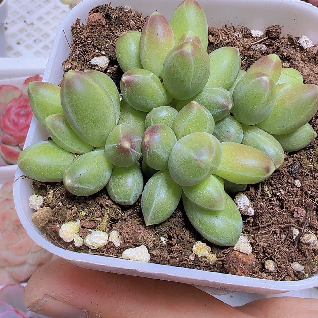 千代群19包邮多肉植物